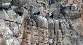 Siirt'te kayalıklarda 4 gündür mahsur kalan 2 keçi kurtarıldı