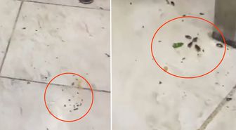 Her gün yüzlerce kişinin gittiği restoranda mide bulandıran görüntüler