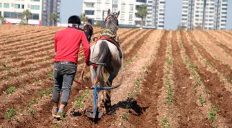 Atlara bağladığı sabanlarla yabani otları temizledi; tepkilere yol açtı