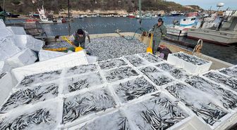 Kırklarelili balıkçılar, Karadeniz'de 6 saatte 30 ton hamsi avladı