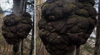 Ormanda avlanırken tesadüfen buldu! Altın değerinde
