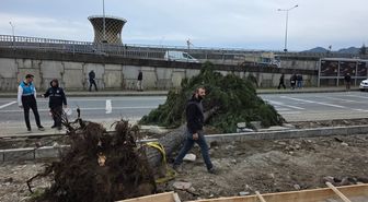 Rize'de Fırtına Sonucu Devrilen Ağaçlar Yolu Kapattı