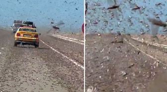 Kıyamet alameti gibi! Dev çekirge sürüsü otoyolu istila etti