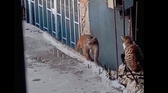 Fikirtepe'de bulundurulması yasaklı maymun türü yakalandı