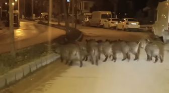 Hatay'da yaban domuzu sürüsü yerleşim yerine indi