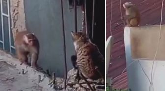 İstanbul'da çatıdan çatıya atlayan maymun ortalığı birbirine kattı