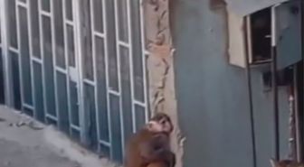 Kadıköy'de iş yerinden kaçıp çatılarda dolaşan makak maymunu koruma altına alındı