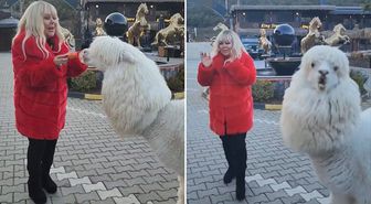 Safiye Soyman elleriyle besleği alpakanın yaptığı karşısında şoke oldu