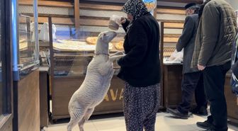 Kuzu 'Çorap', yanından ayrılmadığı sahibi ile pide sırasına giriyor