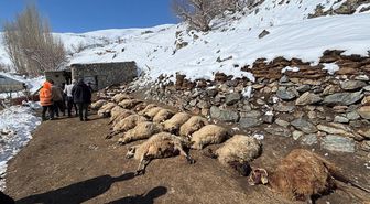 Ahırda çıkan yangında 67 küçükbaş ile 1 inek öldü