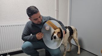 Sokak köpeğine elektrokemoterapi uygulandı: Kulağından beyin kemiğine yayılan kanser tespit edildi