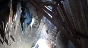 Karın çatısını çökerttiği ahırdaki hayvanları birer birer kurtardılar