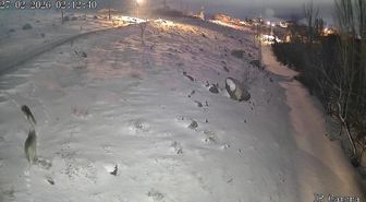 Niğde'de aç kalan kurtlar köye indi