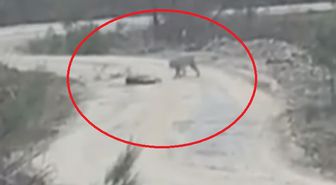 Vaşak, yaralı karacayı yerken görüntülendi