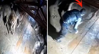 Dehşete düşüren görüntü Kars'tan: Besici zamanında yetişemese yanmıştı