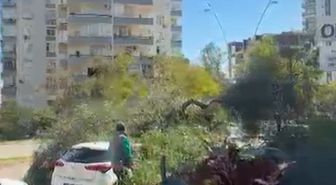 Adana'da Etkili Rüzgar Ağaçları Devirdi