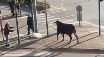 Bursa'da çiftlikten kaçan boğa sürücülere zor anlar yaşattı