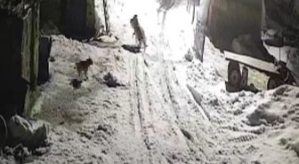Köye inen kurtlar köpeği alıp götürdü