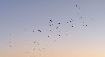 KARS'ta Gökyüzünde Uçan Karga ve Sığırcıkların Güzel Görüntüleri