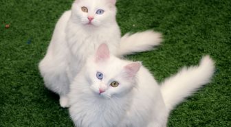Van Kedi Villası'nın, yeni üyeleri için hazırlıklar başladı