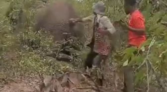 Yaralı filin kuyruğunu çekti, bedelini hayatıyla ödedi