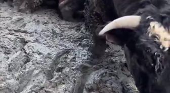 Sanal medyada tepki çeken besi çiftliğinde denetleme