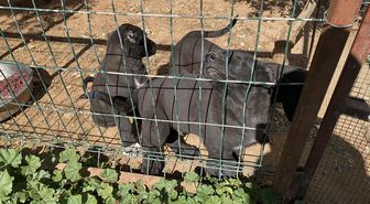 Kulakları kesilen yavru köpeklerin 30-40 bin liraya satıldığını söyleyerek şikayetçi oldu