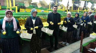 Limonda hasat sonu: Kadınların yoğun mesaisi sürüyor