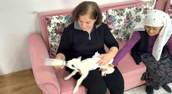 Öksüz kuzu 'Balım', Şenol ailesinin şefkatiyle hayata tutundu