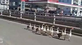 Sivas'ta kazların geçidi böyle görüntülendi