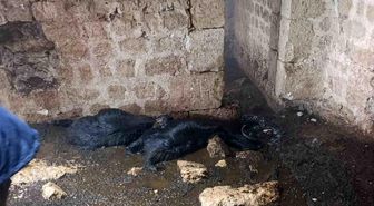 Tarsus'ta ahıra yıldırım düştü: 5 küçükbaş hayvan telef oldu