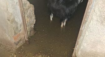 Bingöl'de Sağanak Yağış Sonucu Ahırlar ve İş Yerleri Su Bastı