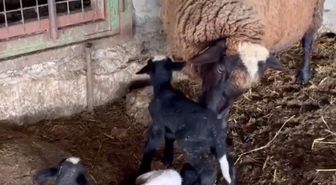 Edirne'de koyun dördüz yavruladı