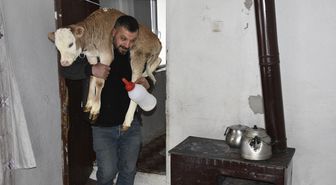 Hasta buzağıyı biberonla besliyorlar