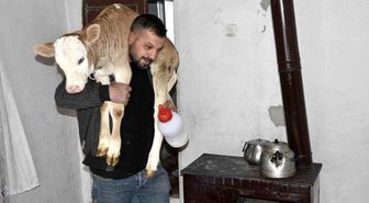 Tatvan'da hasta buzağıya evde özel bakım