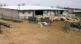 Başıboş köpek çiftliğe girip koyunları kovaladı, çiftliğin köpeği olanları izledi