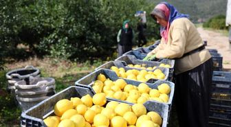 TÜİK'e göre limonda üretici fiyatları yıllık yüzde 410 yükseldi