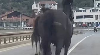 Beykoz'da başıboş atlar trafiği tehlikeye soktu