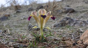 Yahyalı'da Nevruz Çiçekleri Açtı