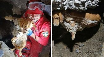 Kuruyan betonda mahsur kalan 'Paris', 7 saat sonra özgürlüğüne kavuştu