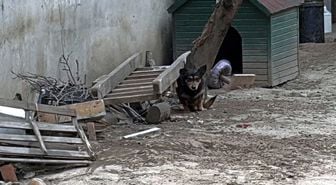 Pitbull'un saldırdığı 'Reis' isimli köpek, ağır yaralandı