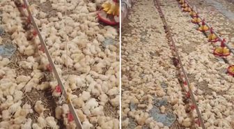 Yeni işe soyunan genç, sabah uyanınca hayatının şokunu yaşadı