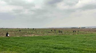 Bedava lahanayı duyan yağmura rağmen tarlaya akın etti