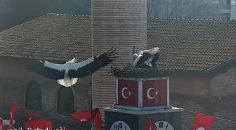 Can ve Canan leylek, 2'nci yıllarında da İznik'teki yuvalarında buluştu