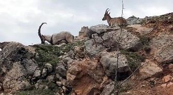 Dağ keçileri sürü halinde görüntülendi