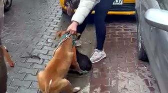 Çorlu'da Pitbull cinsi köpek 'Reis'i ağır yaraladı, sahibine ceza