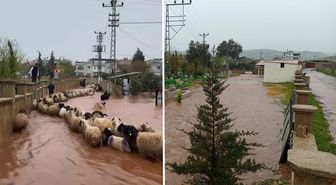 Hatay'da çoban kuzuları sele kapılmaktan son anda kurtardı