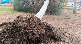 Gercüş'te sağanak ve rüzgar: Yollar suyla doldu, ağaçlar devrildi