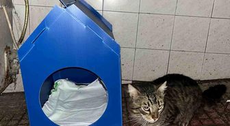 El emeğiyle yaptı, sokak kedilerine yuva oldu