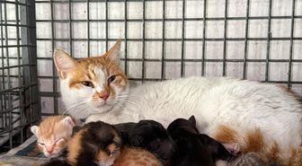 Gebe köpek öldü, yavrulara anne kedi sahip çıktı